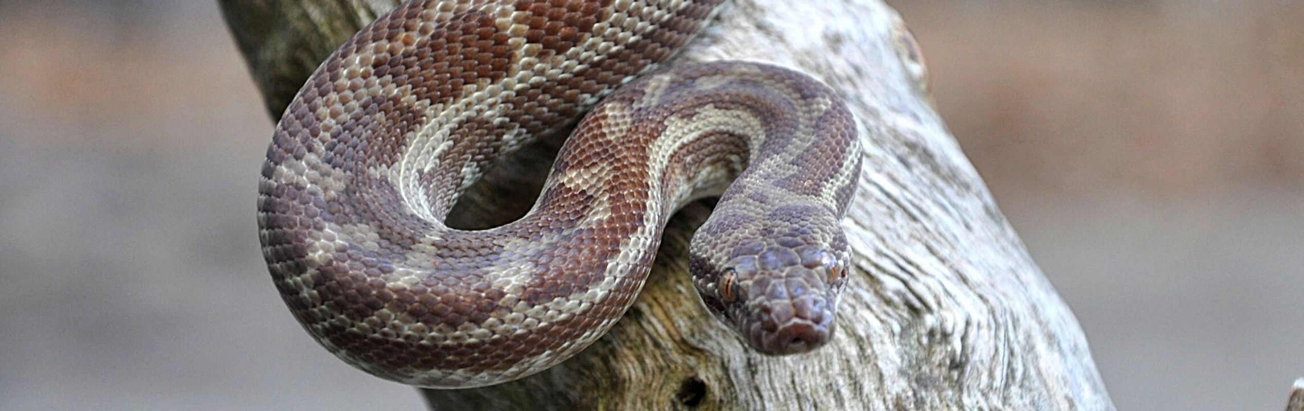 Australian Reptile Park Stimson’s Python