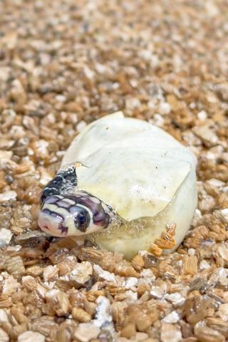 Baby King Cobra hatching from its egg