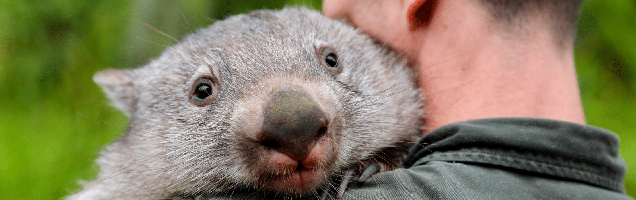 Miracle Wombat Poppy Says Goodbye