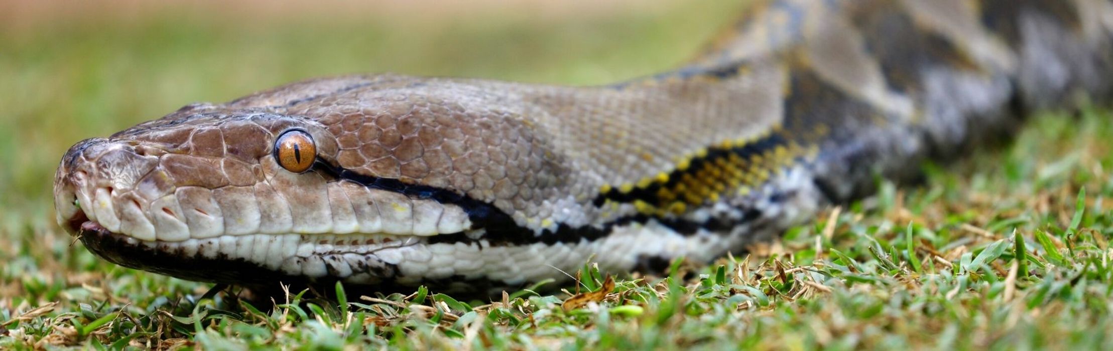 Reticulated Python