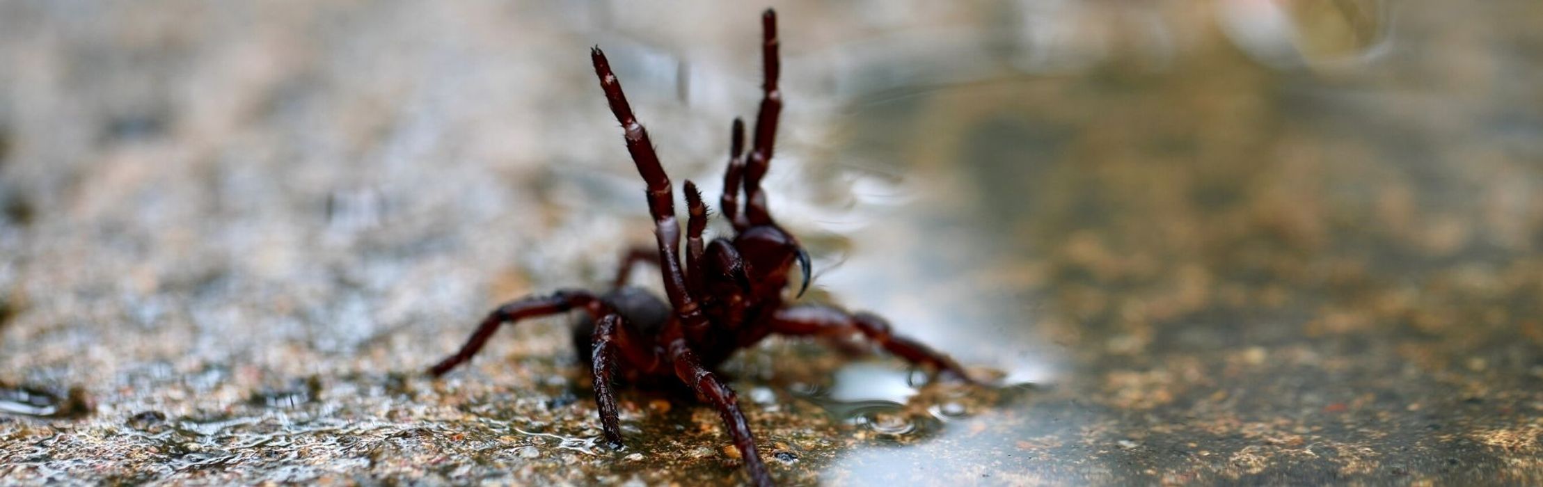 Funnel-web Spider Sightings Set to Spike