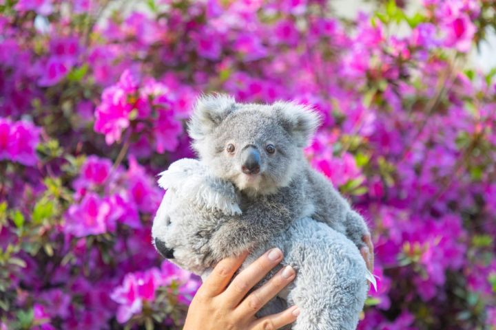 edgar and honey koala joeys