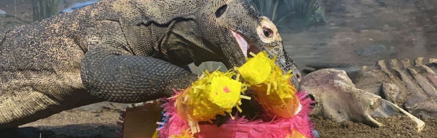 Kraken the Komodo Dragon celebrates 10th birthday