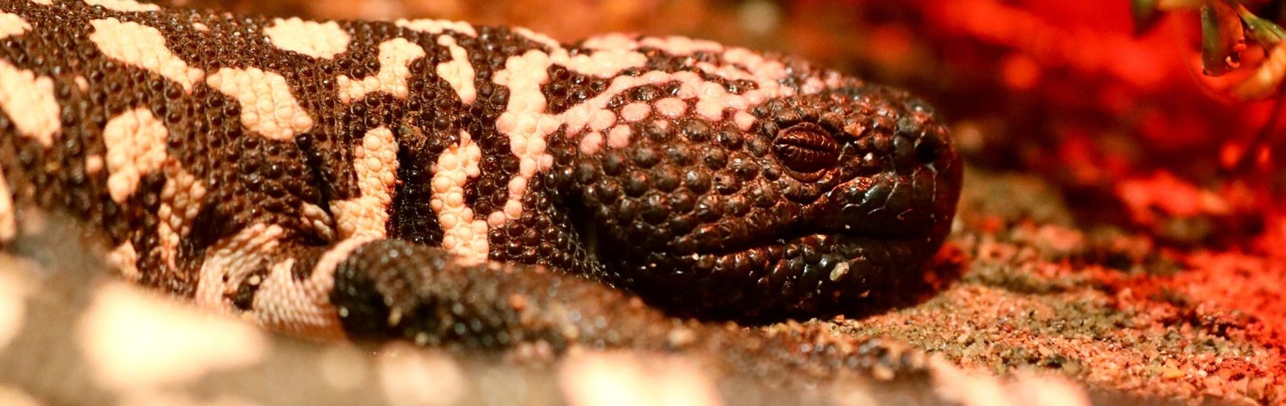 Australian Reptile Park Gila Monster