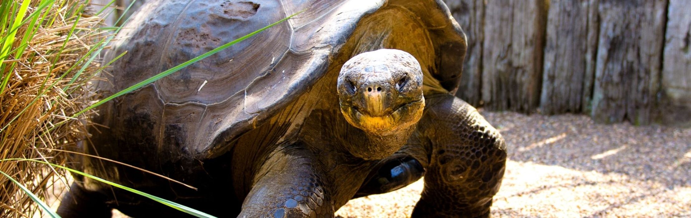 Galapagos Tortoise