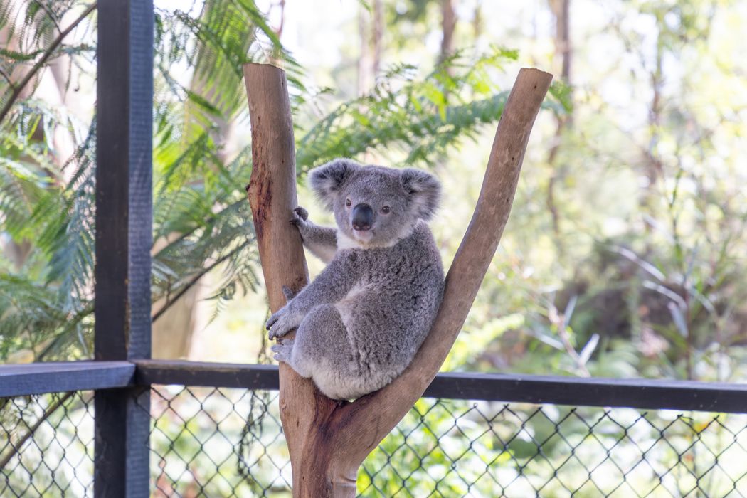 EDGAR THE KOALA JOEY GOES TO KOALA PRESCHOOL