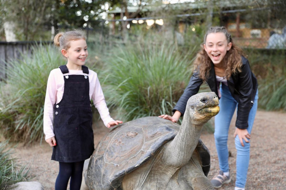 animal encounters tortoise