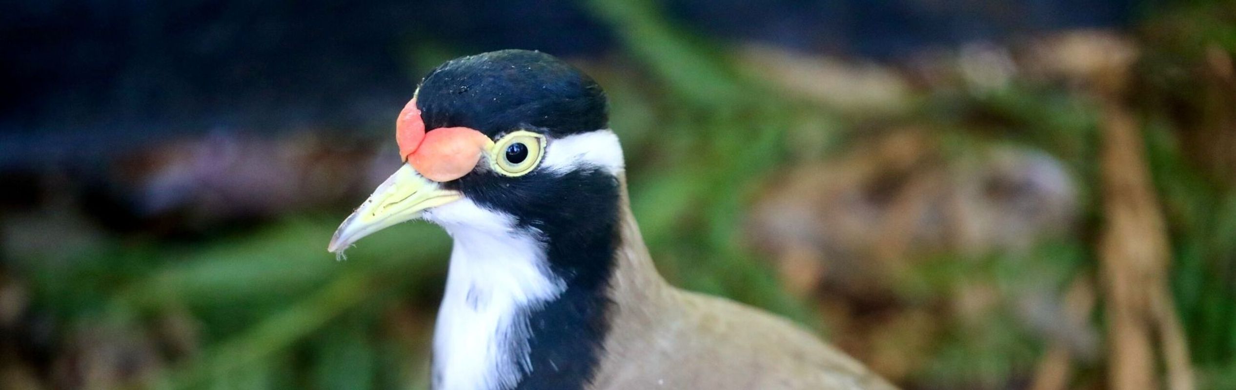 Australian Reptile Park Banded Lapwing