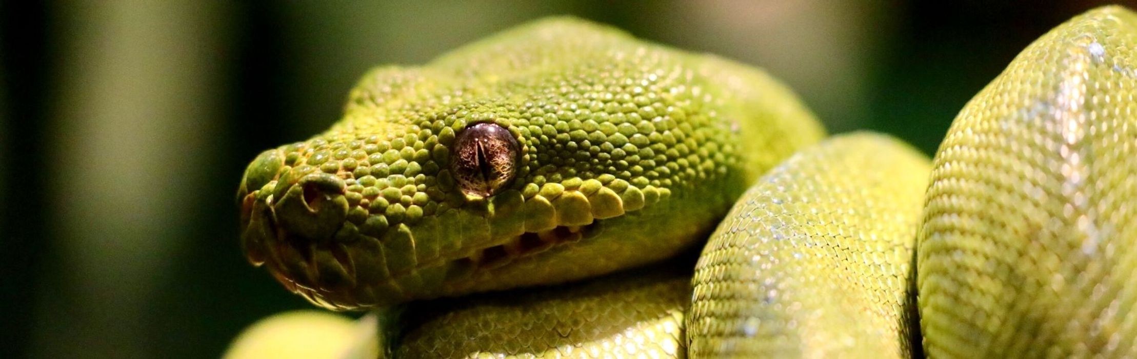 Green Tree Python