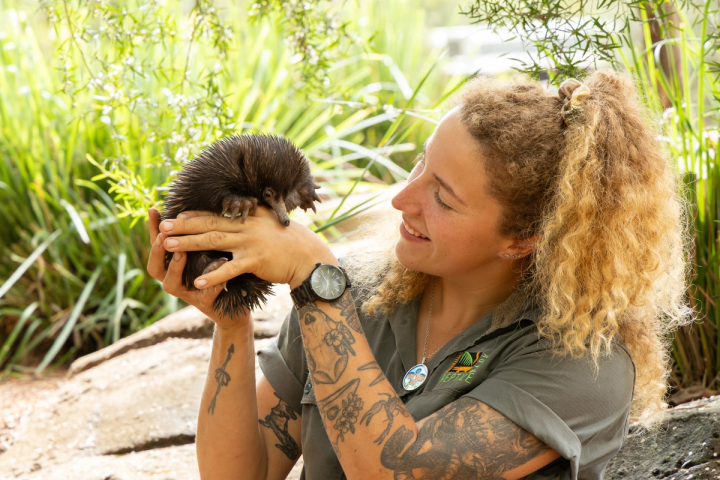 Zookeeper holding baby echidna puggle