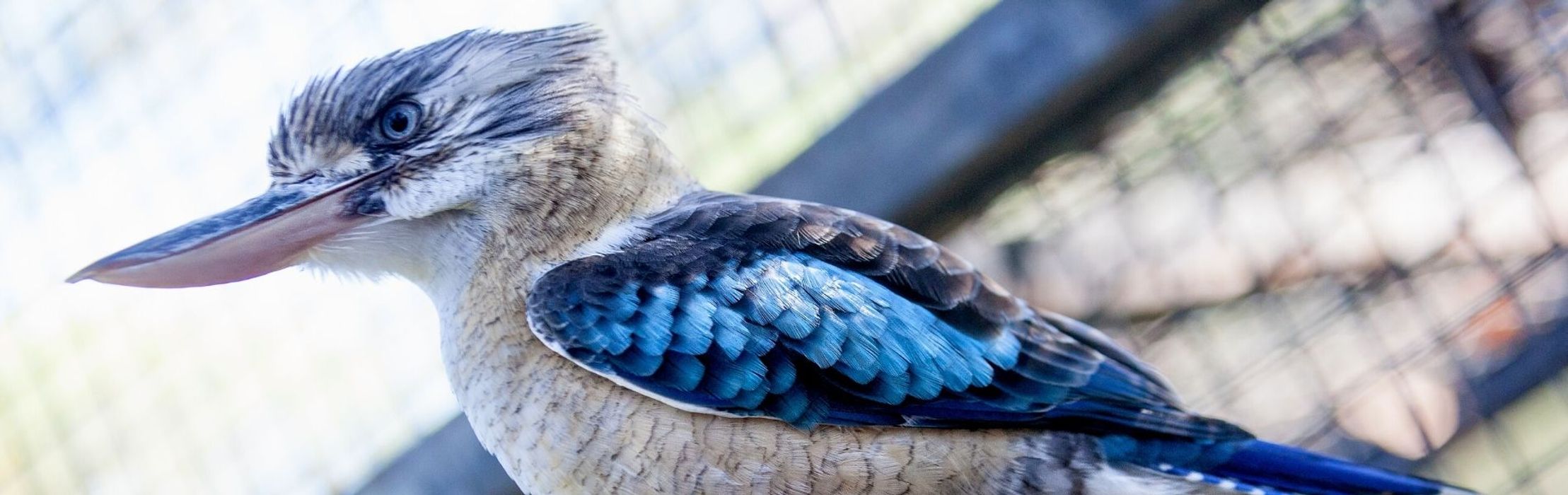 Blue-Winged Kookaburra