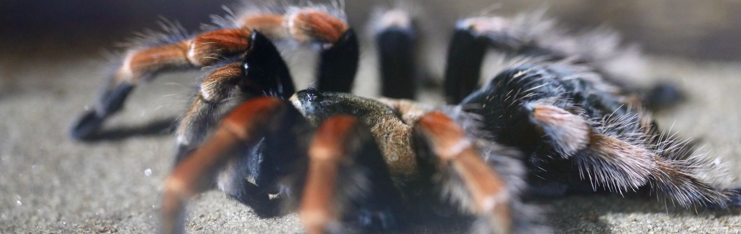 Australian Reptile Park Mexican Fireleg Tarantula