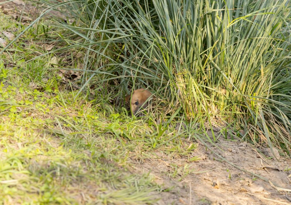 Six young dingo puppies exploring their yard at the Australian Reptile Park