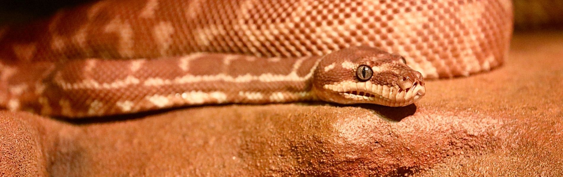 Australian Reptile Park - Rough Scaled Python