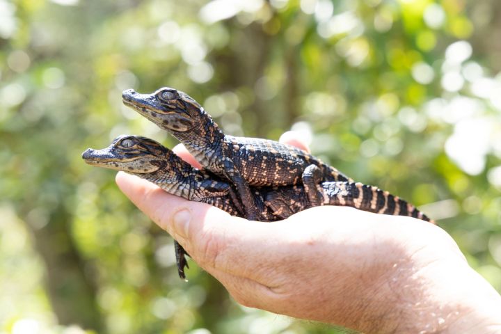 Two American Alligator Hatchlings, Mischief and Mayhem