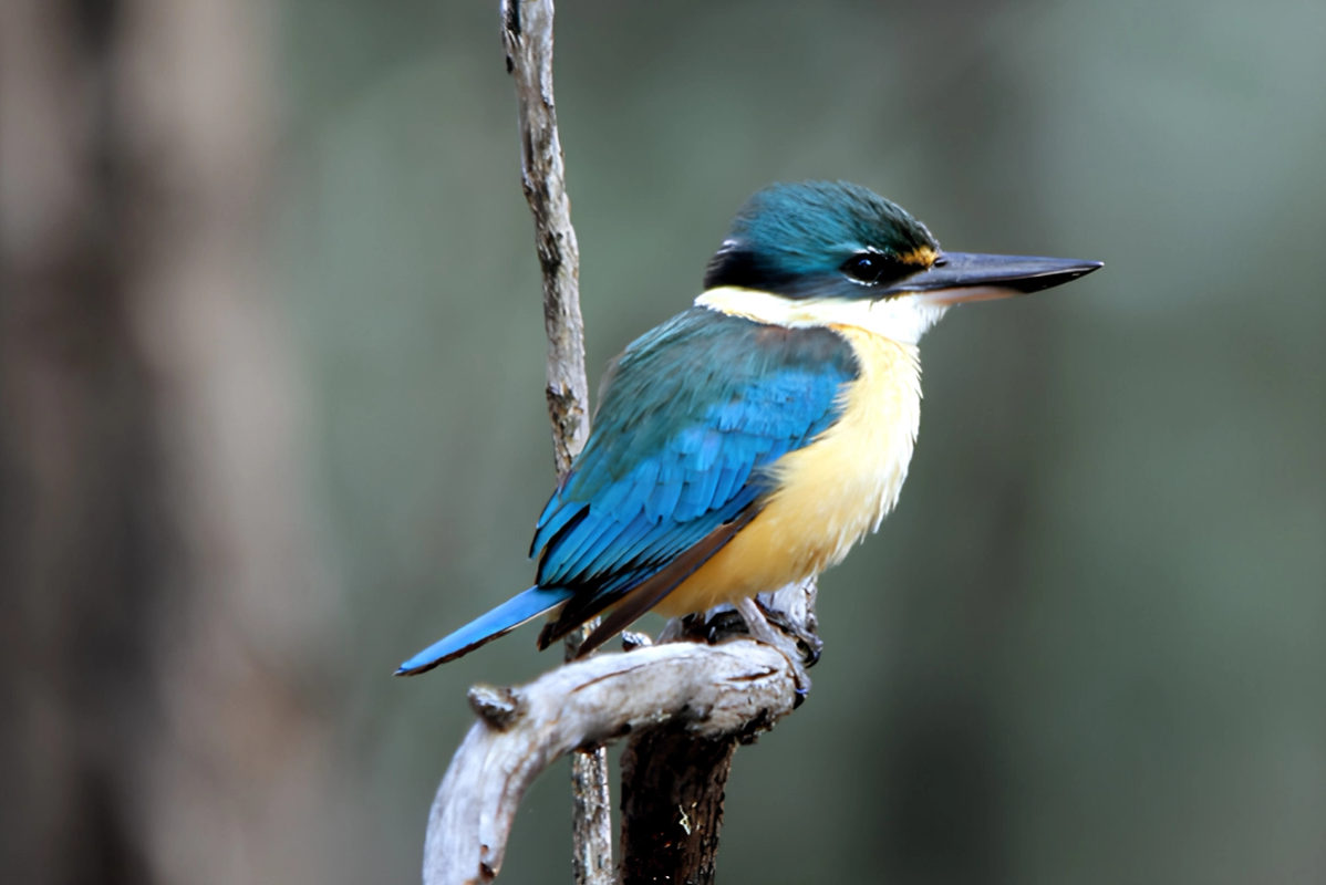 Australian Reptile Park - Sacred Kingfisher