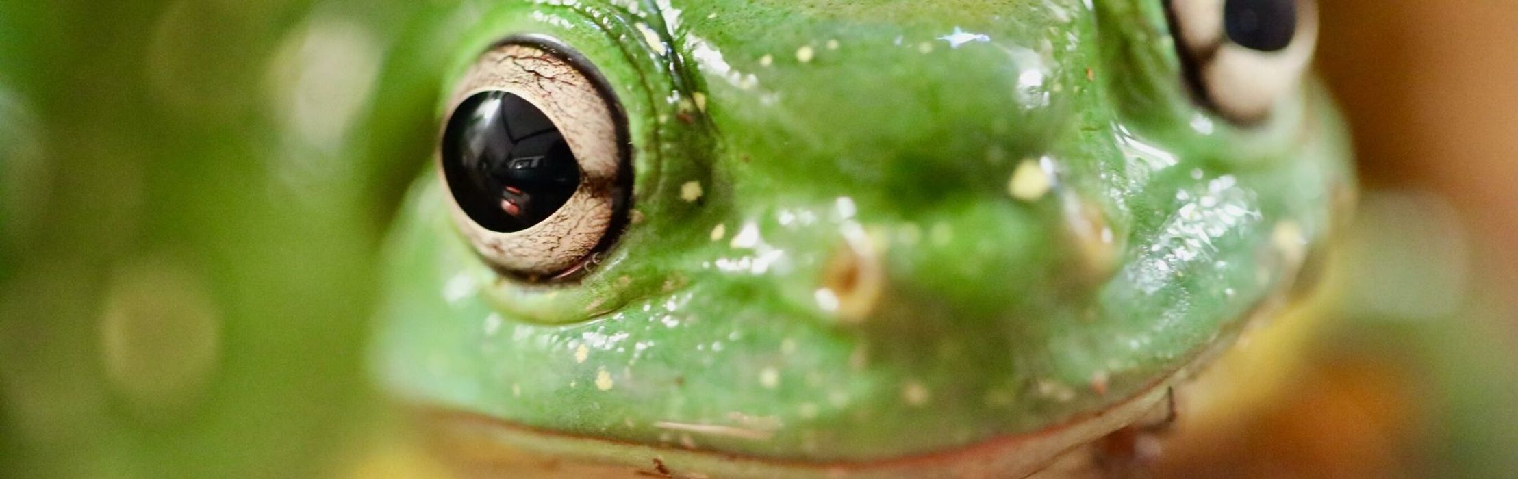 Magnificent Tree Frog