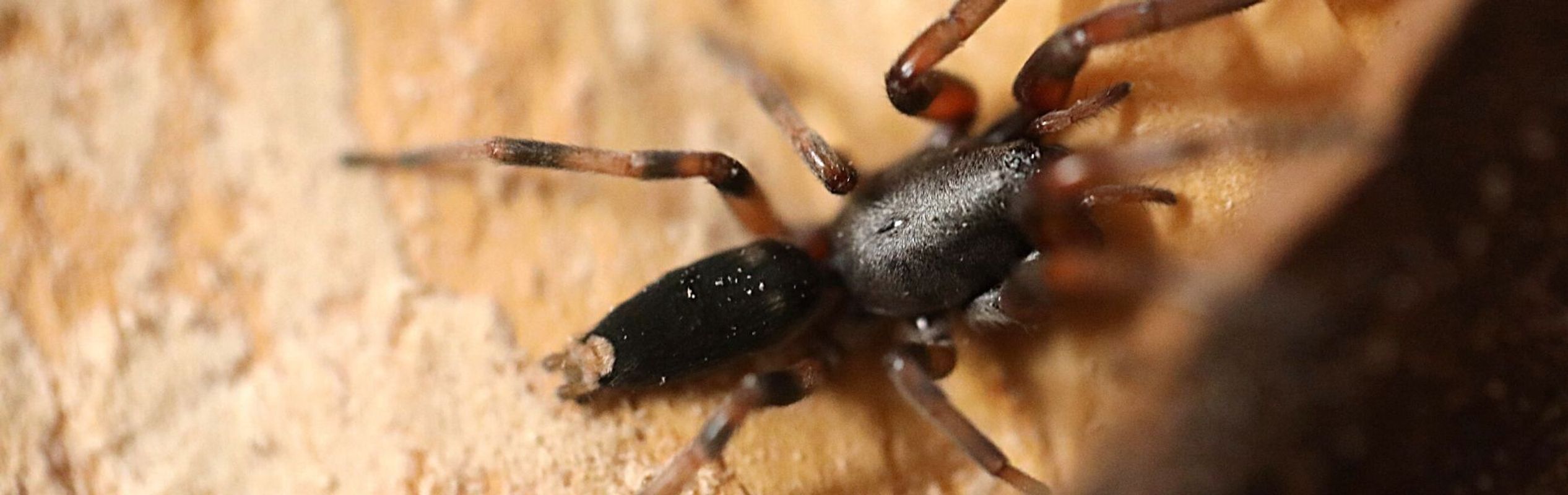 Australian Reptile Park White-Tailed Spider