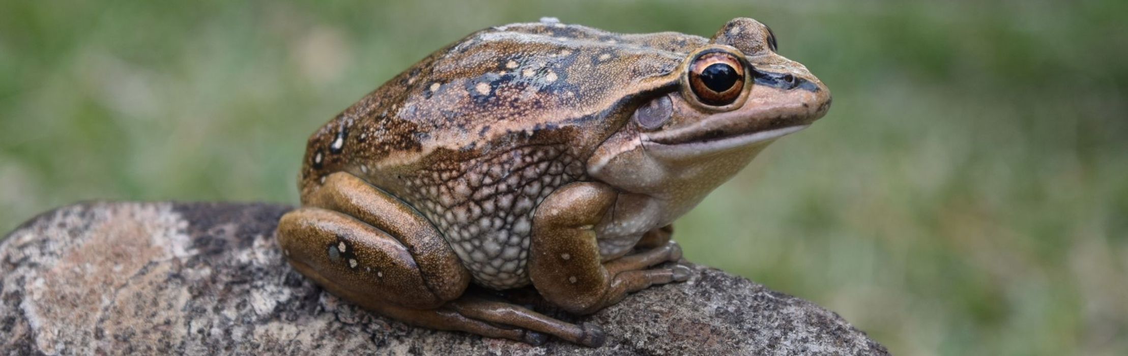 Green & Golden Bell Frog