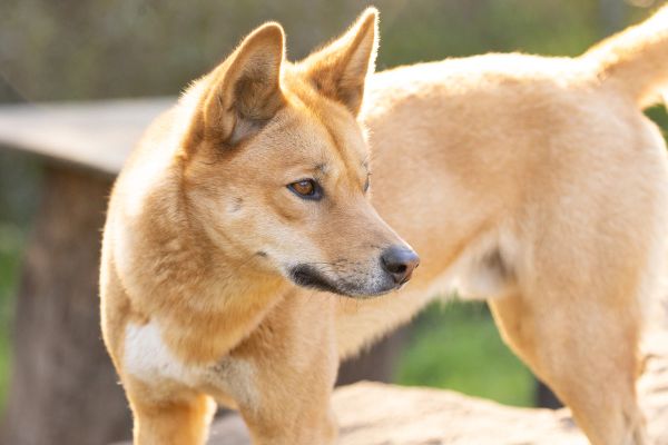 Animal Studies and Conservation