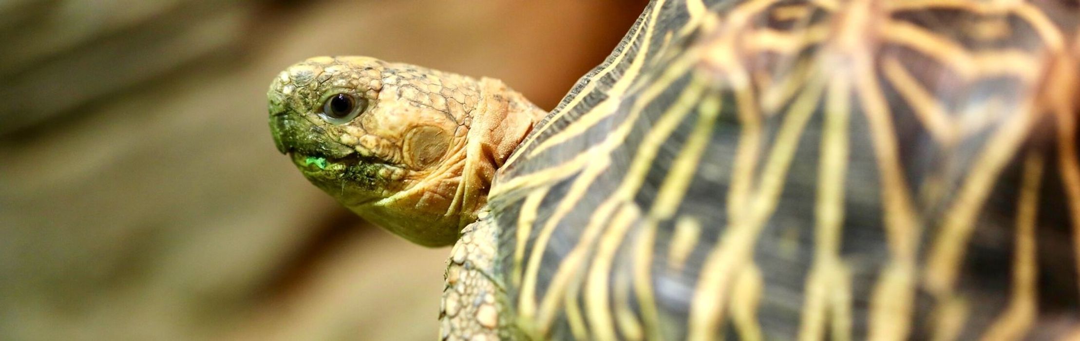 Indian Star Tortoise