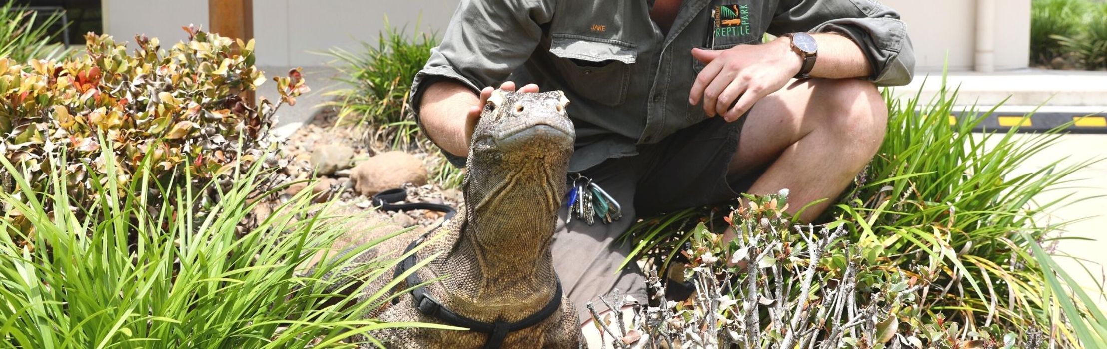 Kraken Komodo Dragon Has Annual Health Check