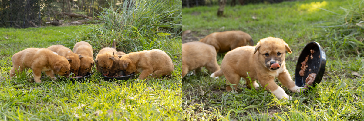 Dingo Puppies at the Australian Reptile Park Born 2026