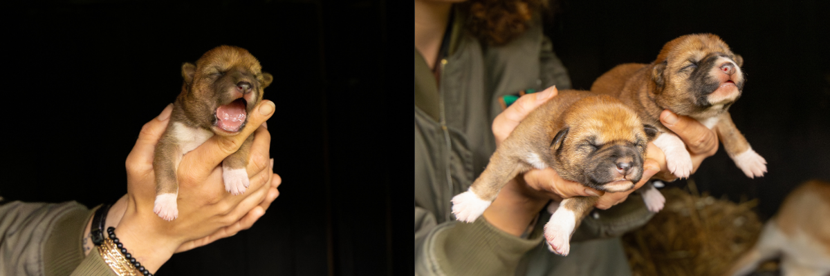 Dingo puppies born at the Australian Reptile Park 2026
