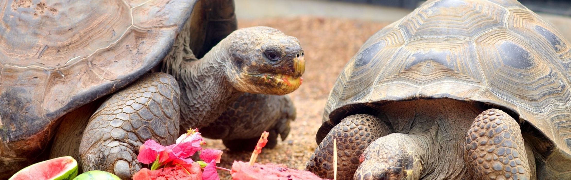 World Famous Hugo the Galapagos Tortoise Turns 71!