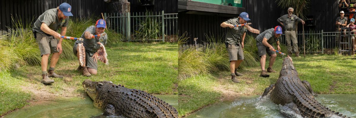 Elvis the Crocodile Tips the Knights for NRL Grand Final 2026 | Australian Reptile Park