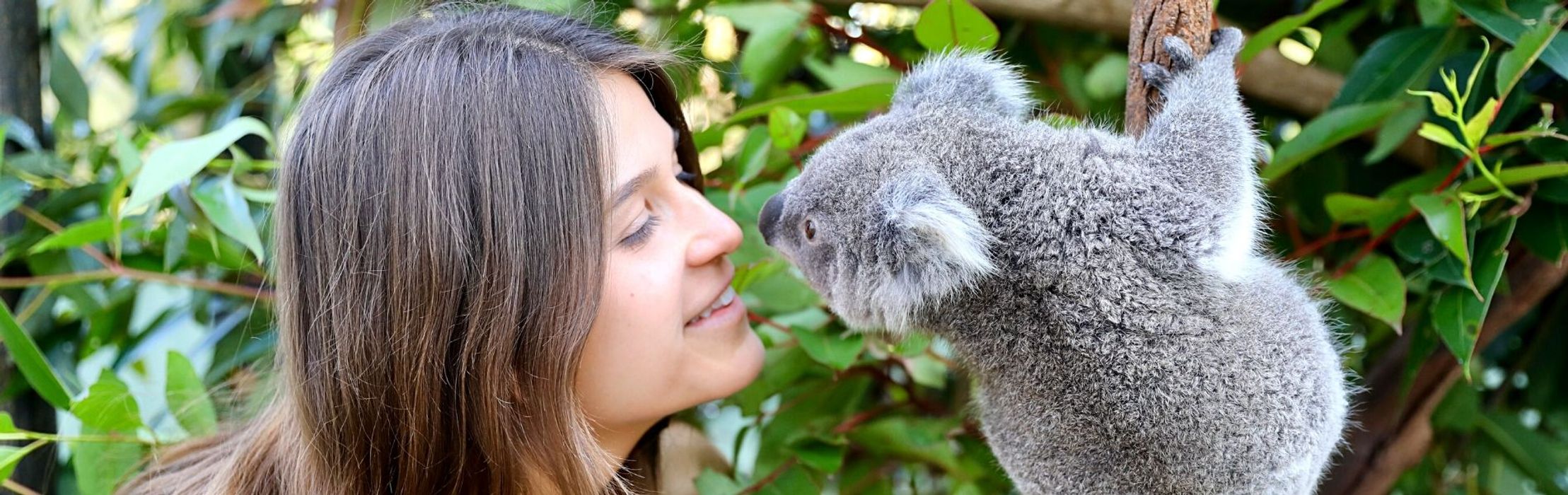 Koala Encounter