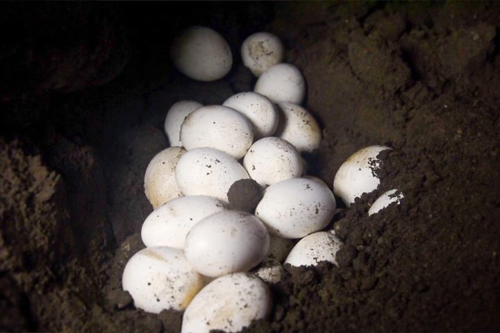 Clutch of Komodo Dragon eggs in dirt burrow