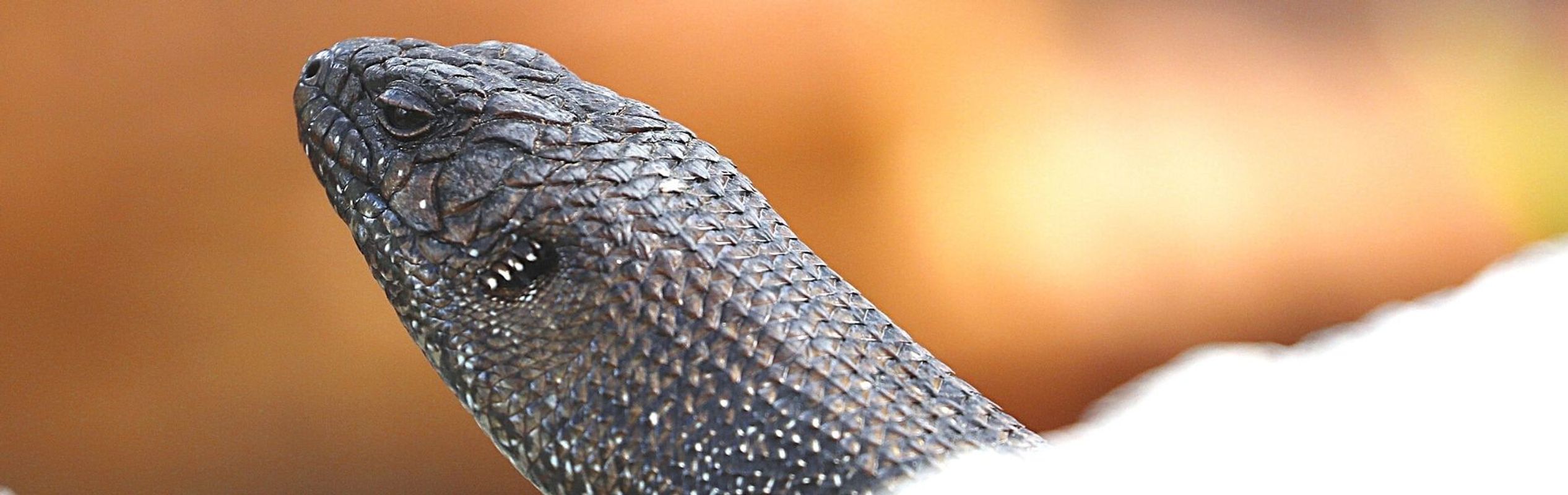 Australian Reptile Park Cunningham’s Skink