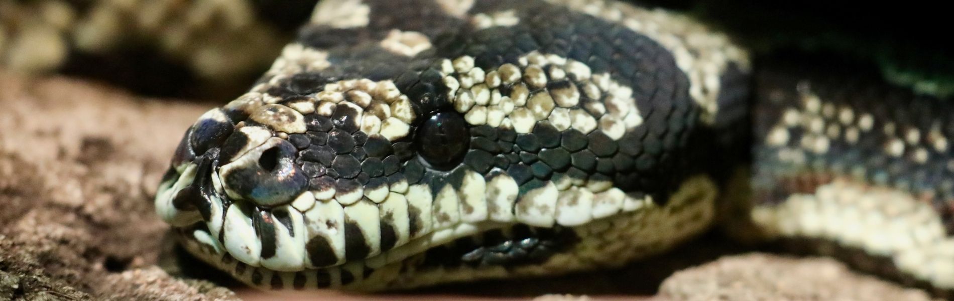 Australian Reptile Park - Jungle Python
