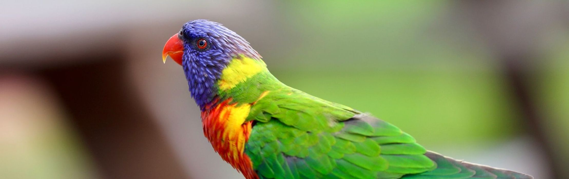 Rainbow Lorikeet