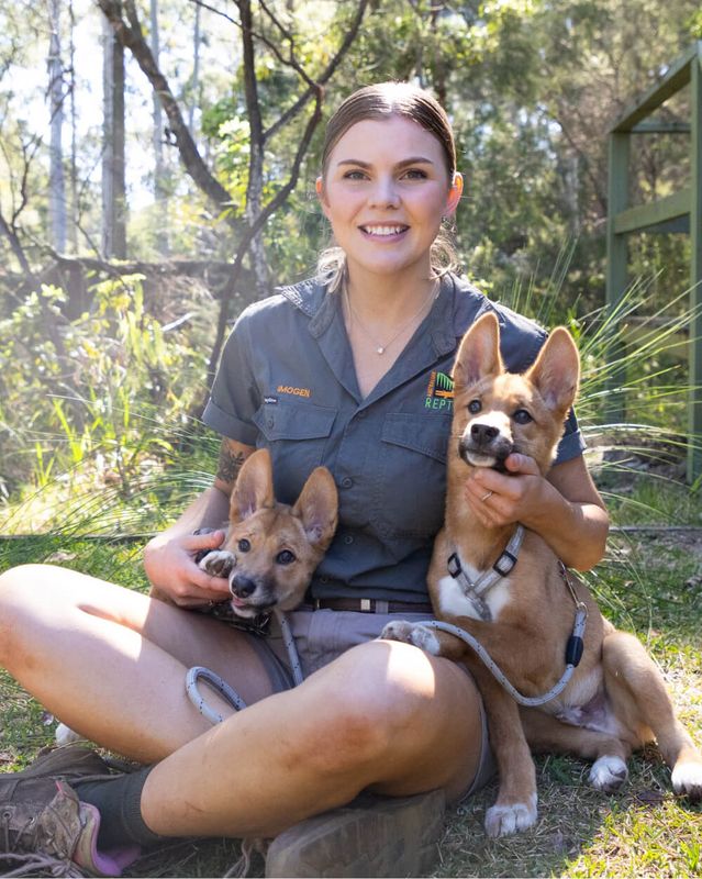 Dingo Puppy Encounter