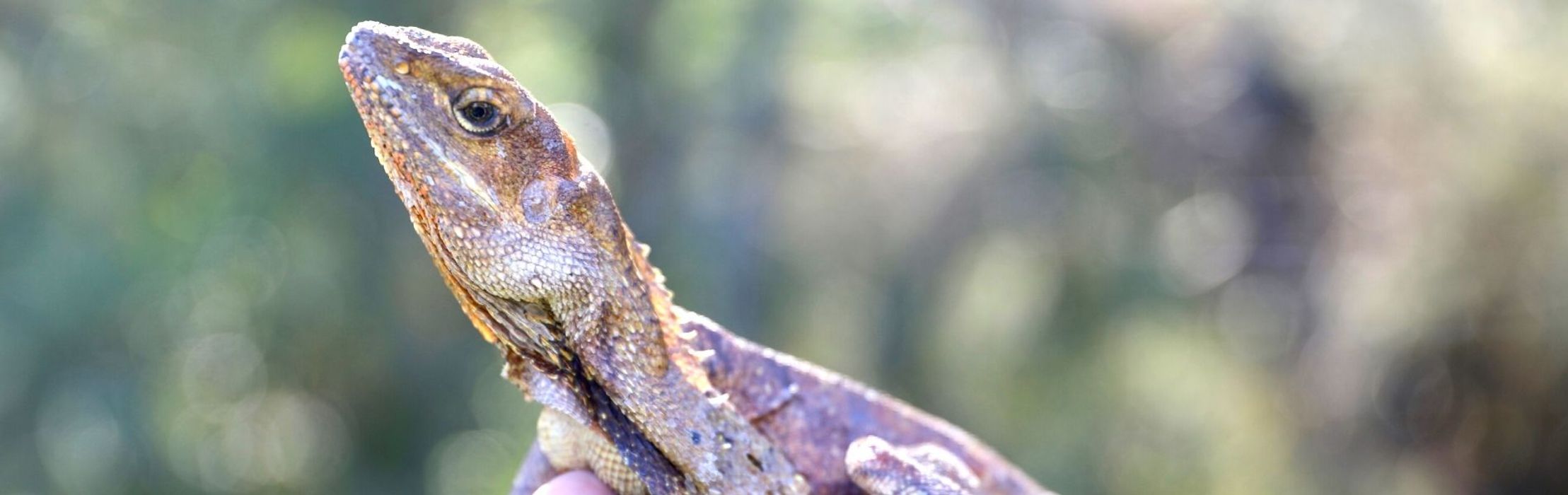 Frilled-Neck Lizard