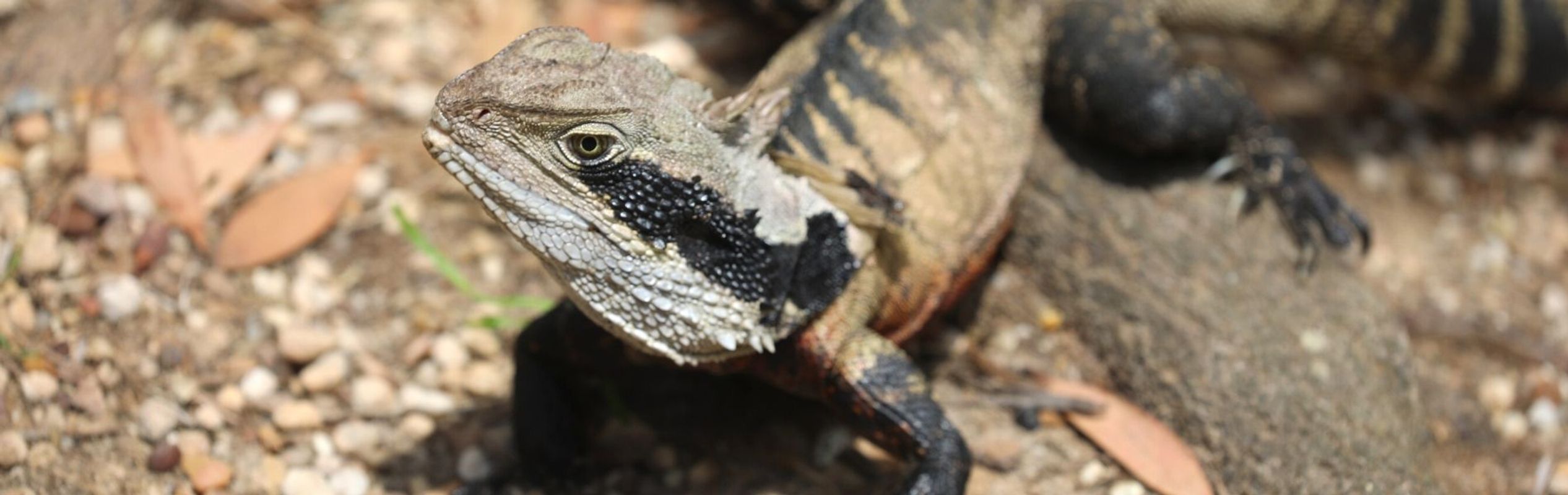 Australian Reptile Park Eastern Water Dragon