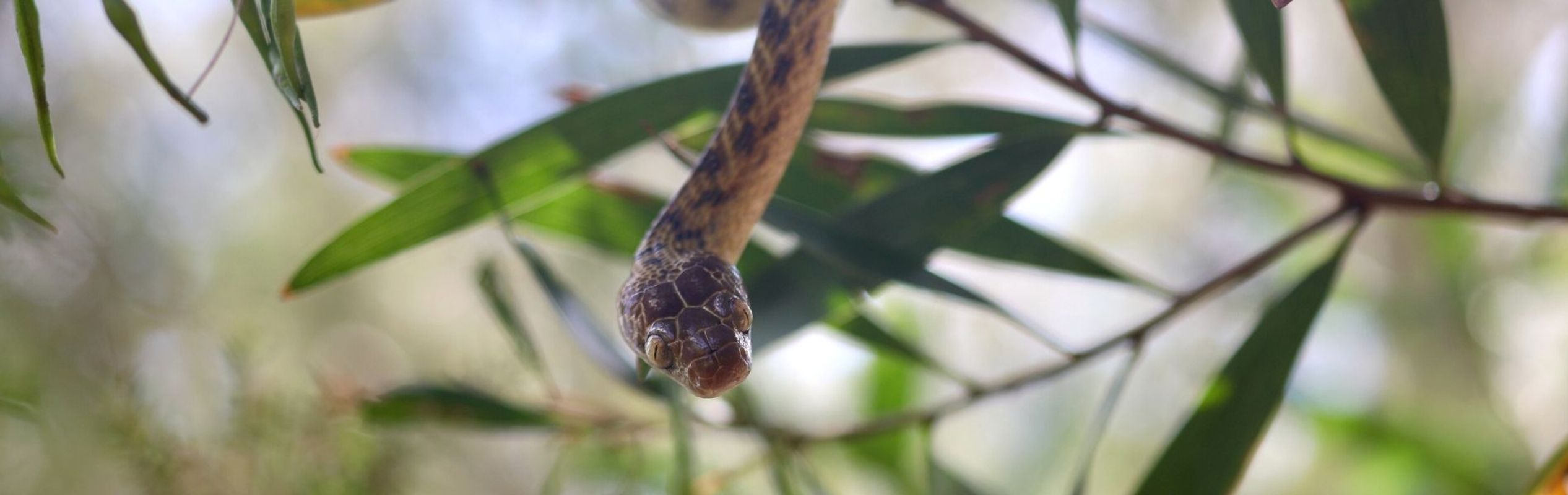 Australian Reptile Park Brown Tree Snake