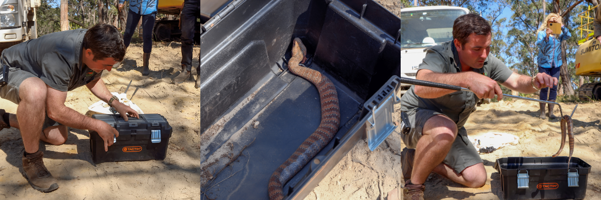 Death Adder Found in a Toolbox on the NSW Central Coast | Australian Reptile Park