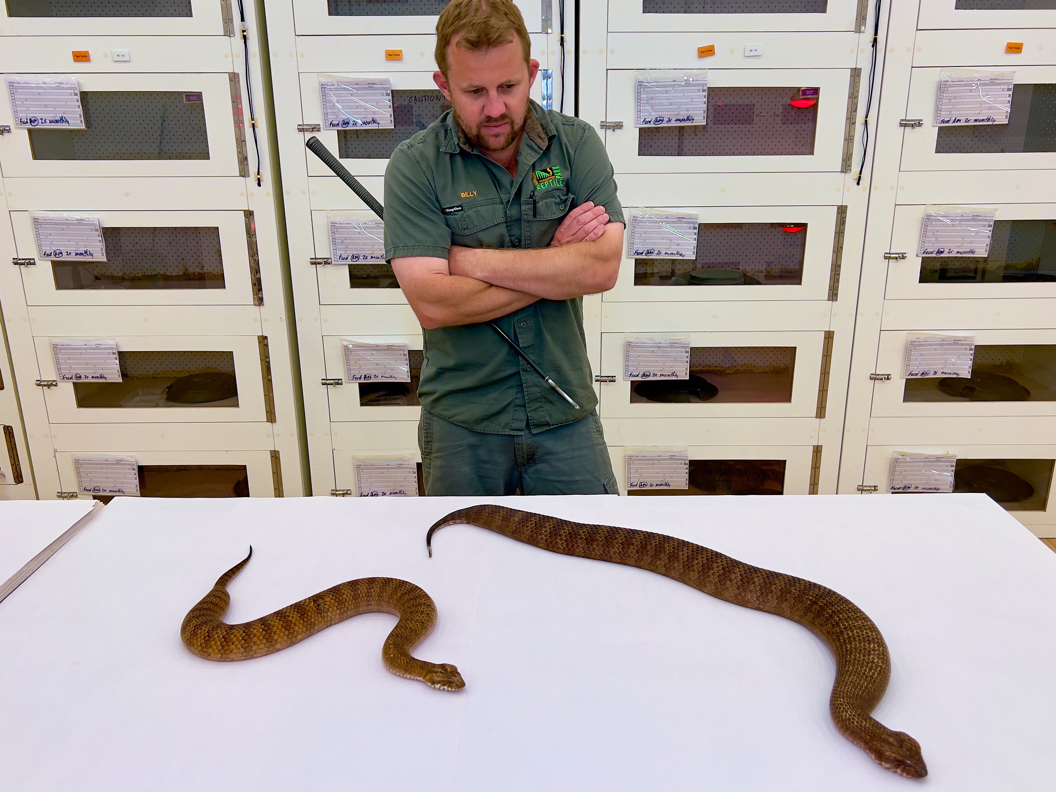 Shazza: The Biggest Living Death Adder Ever Recorded | Australian Reptile Park
