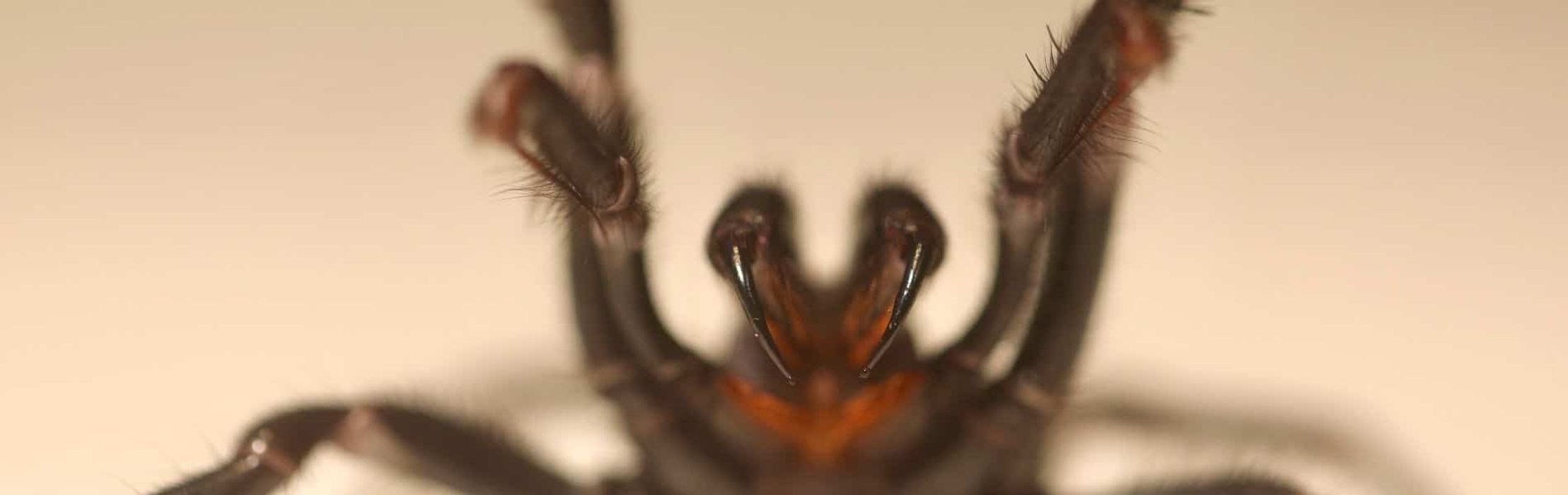 Urgent Call for Funnel-Web Spider Donations