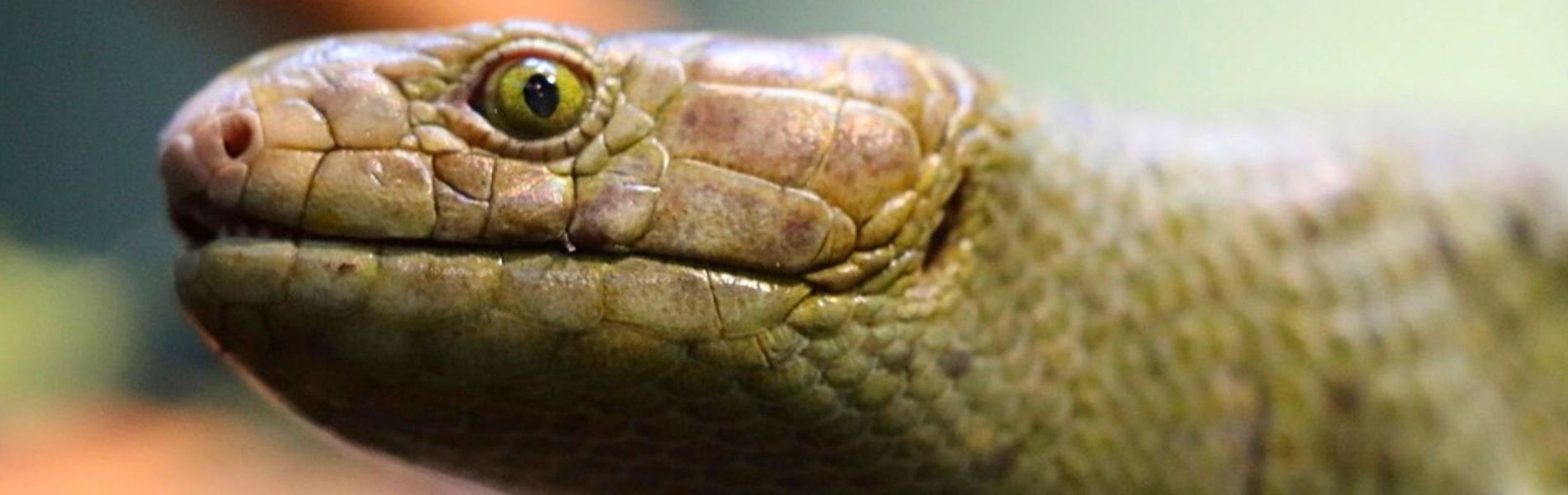 Australian Reptile Park Solomon Island Skink