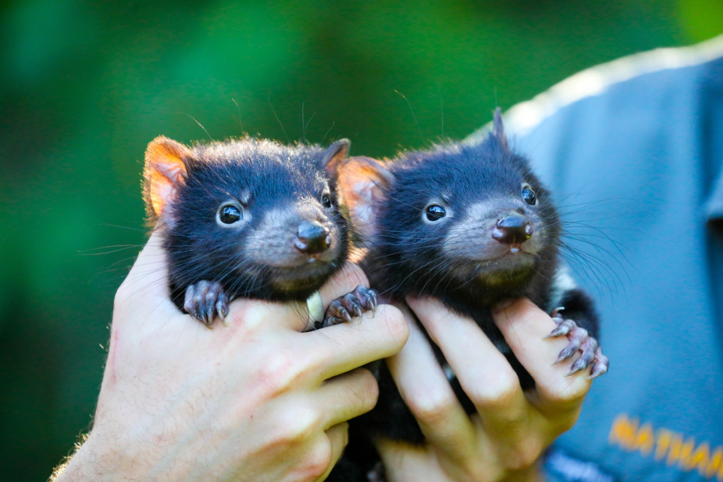 Tassie Devil Joey Encounter