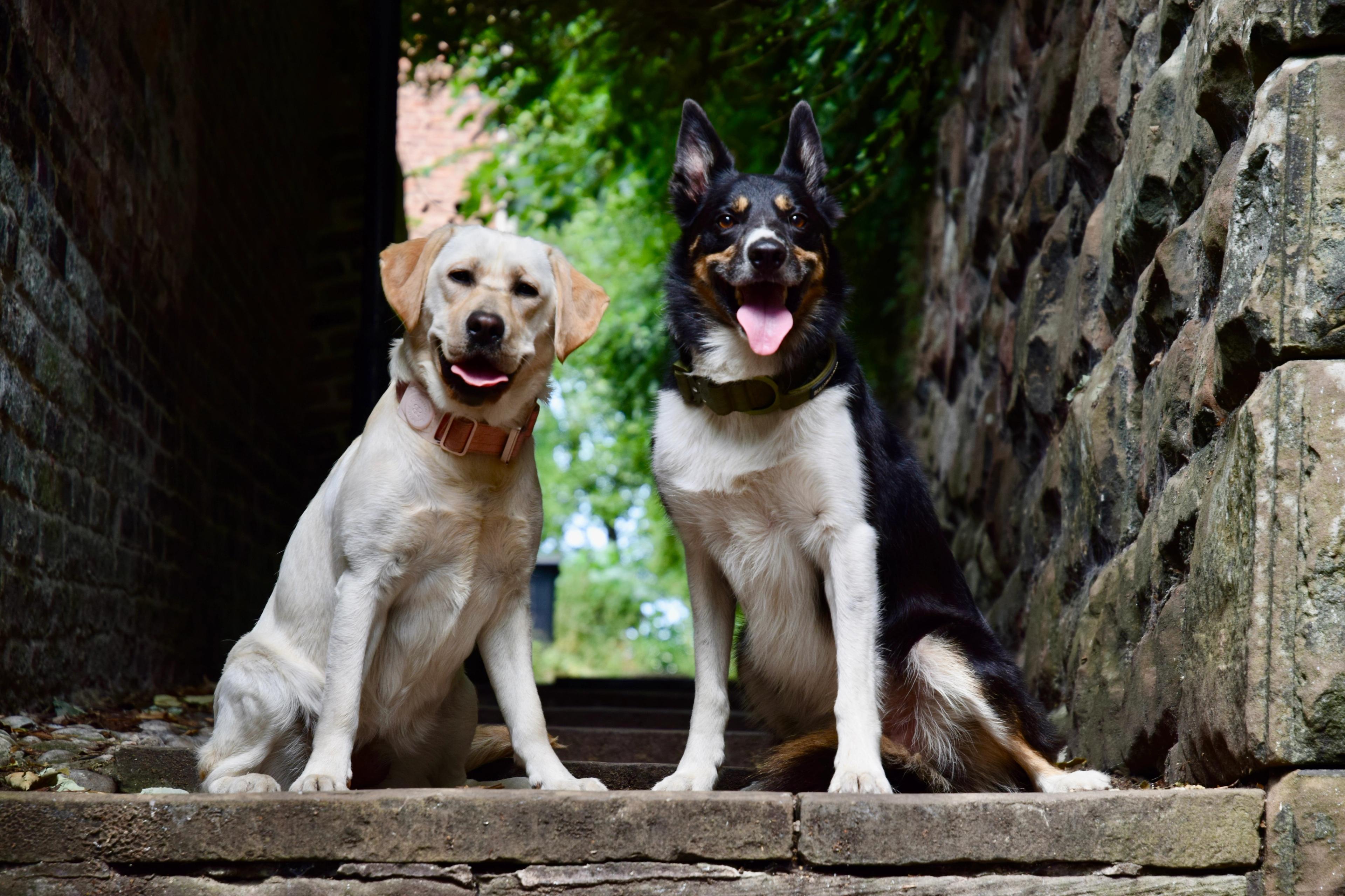 Persephone the labrador and her border collie companion sitting together on stone steps
