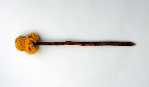 Image du xylospongium