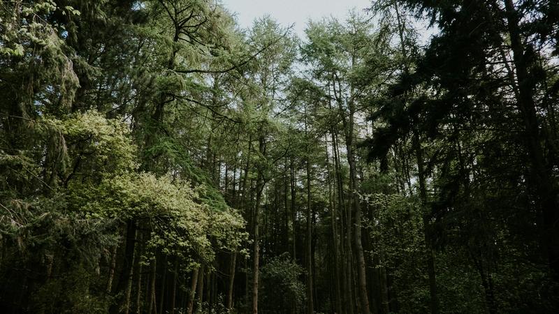 A UK forest symbolising saving money for a deposit