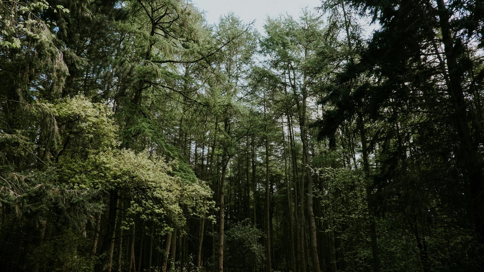 A UK forest symbolising saving money for a deposit