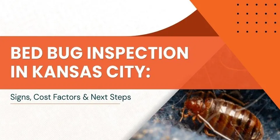 Bed Bug Inspection in Kansas City