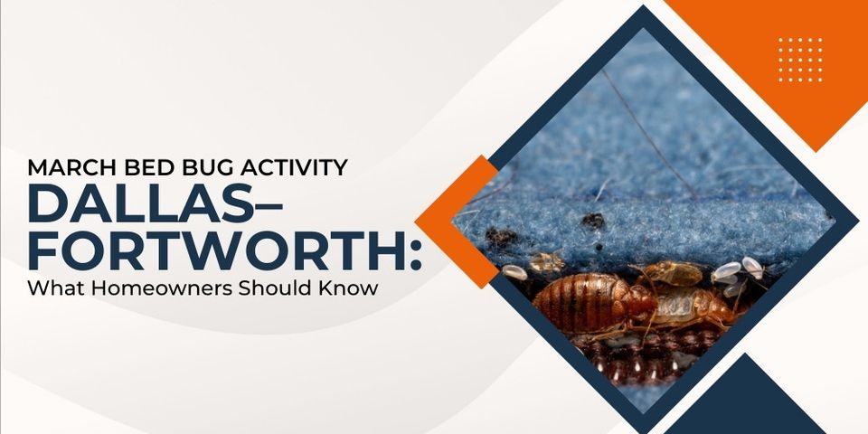 March Bed Bugs in Dallas–Fort Worth: What You Should Know